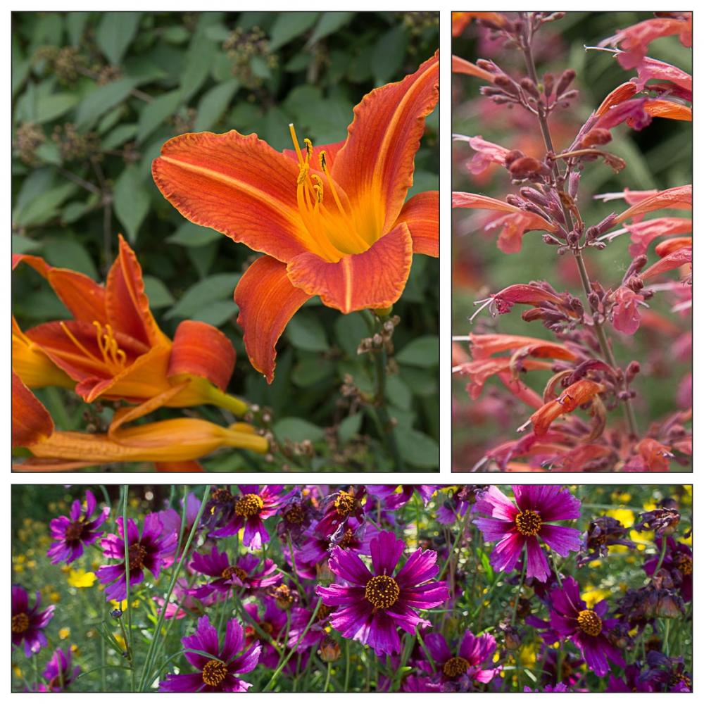 Purple, Orange, and Coral Summer Blooms Combo