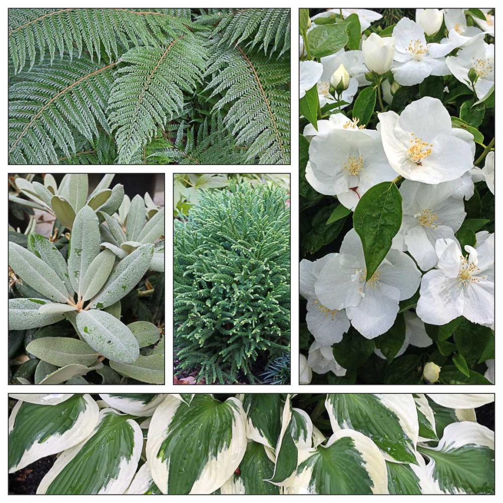 Fresh and Cool, Green and White Plant Combo