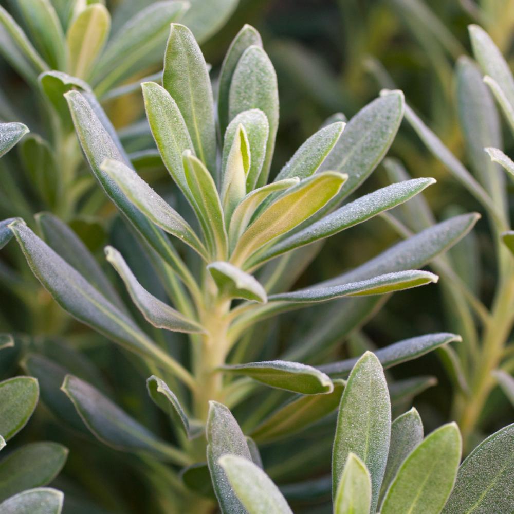 Euphorbia 'Portuguese Velvet'