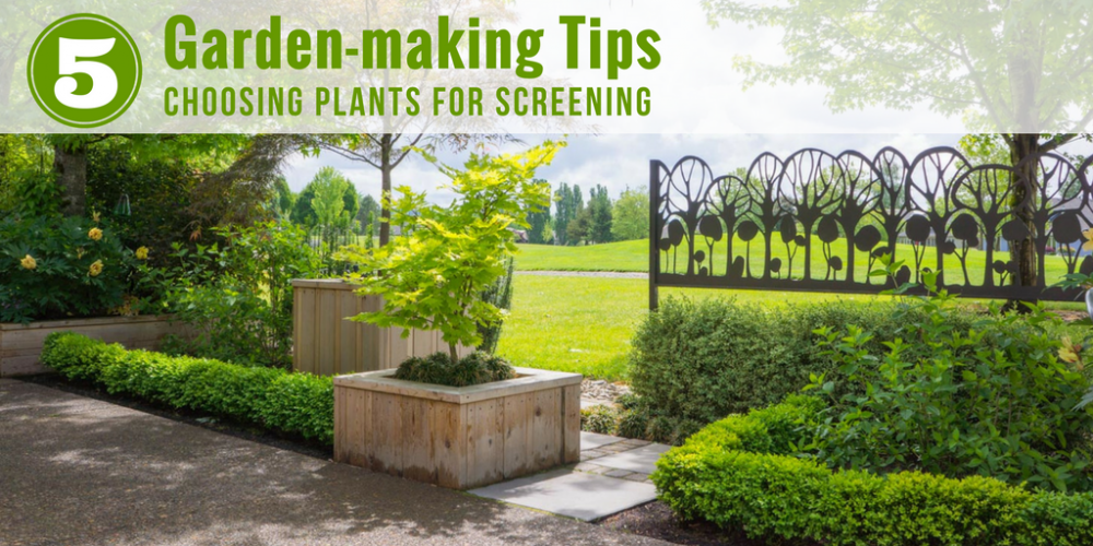 5 Garden-making Tips for Choosing Plants to Screen