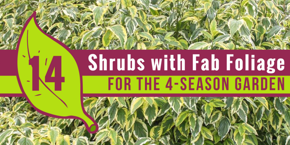 14 Shrubs with Fab Foliage for the 4-Season Garden